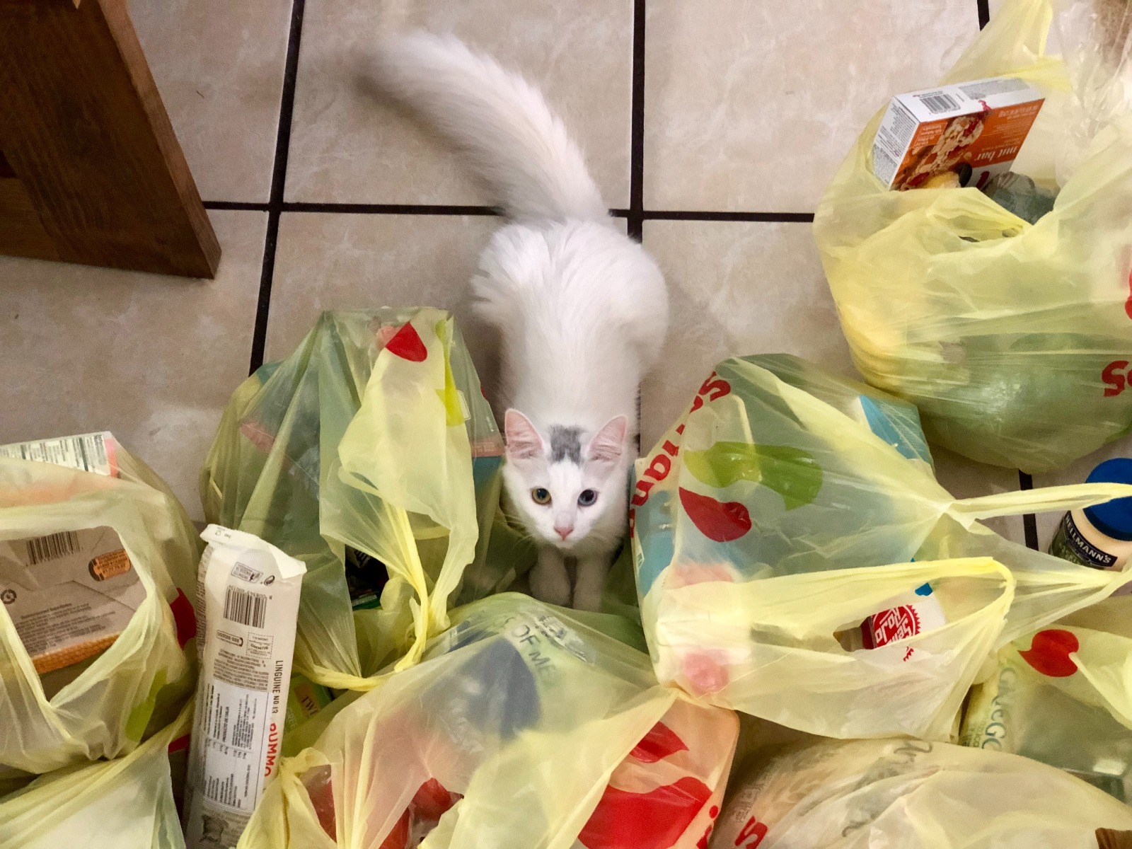 cat_with_plastic_grocery_bags