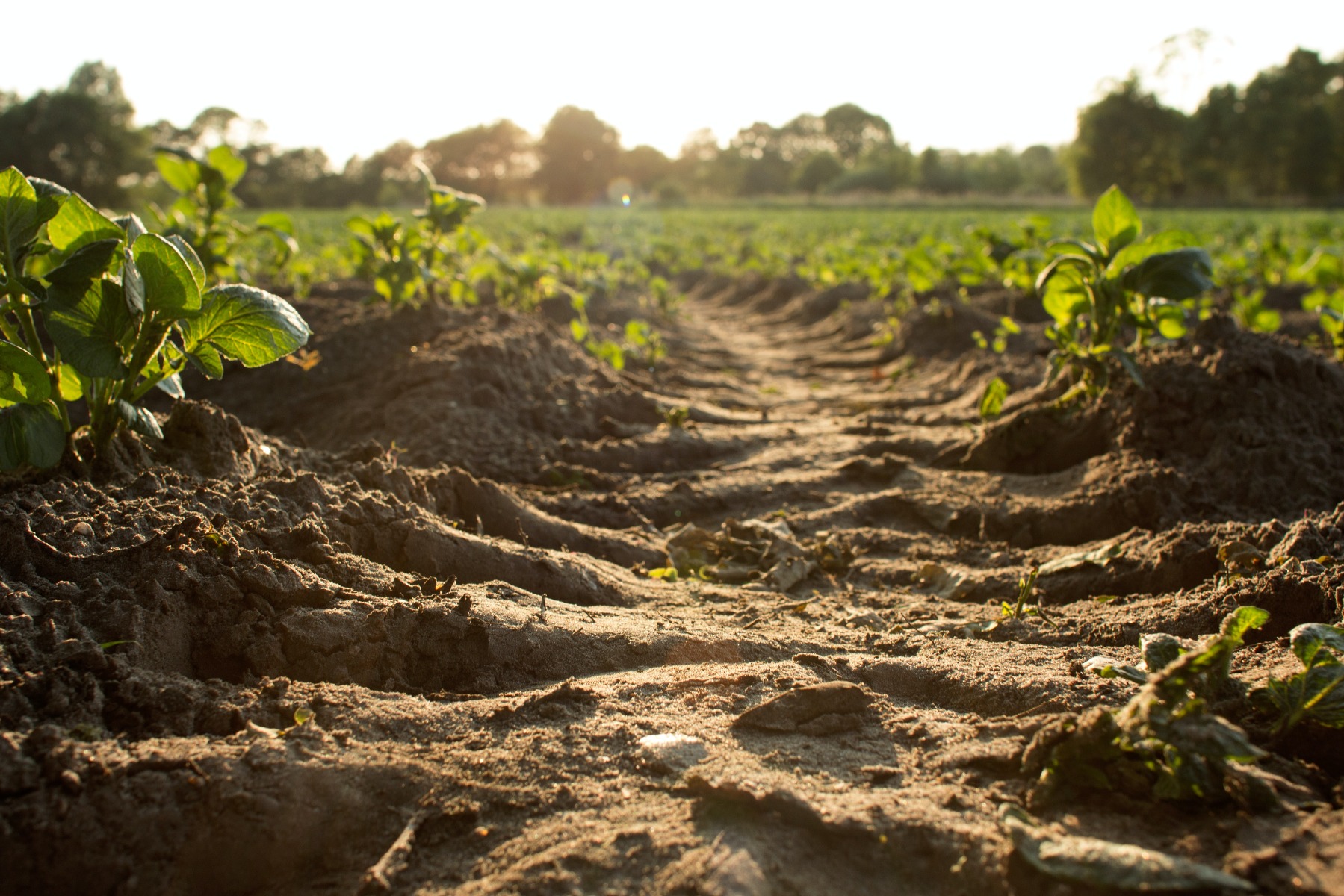 plants_in_growing_field