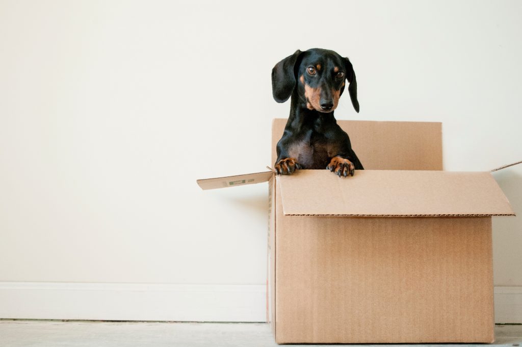 black and tan dachsund sitting in an open corrugated box in front of white wall